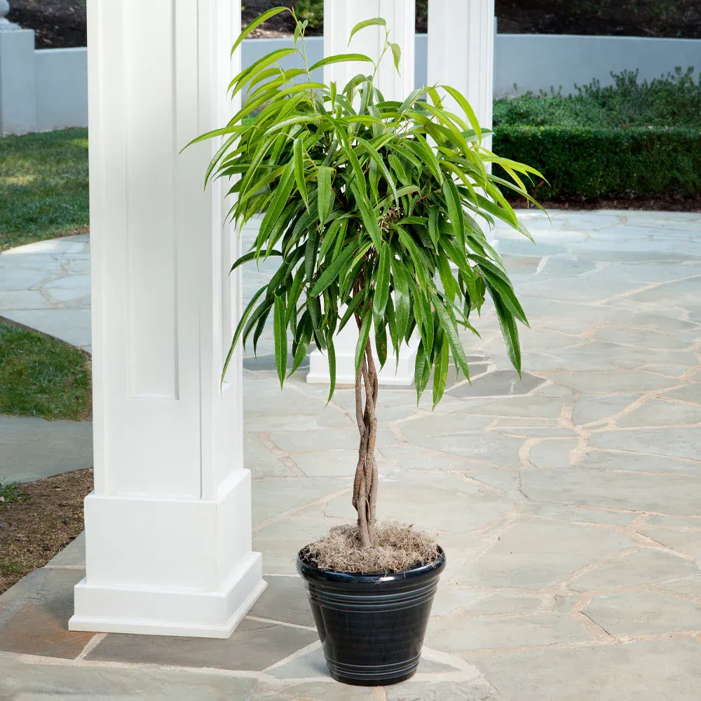 Ficus Alii Braid Plant - Ornamental Indoor Tree with Braided Trunk 2