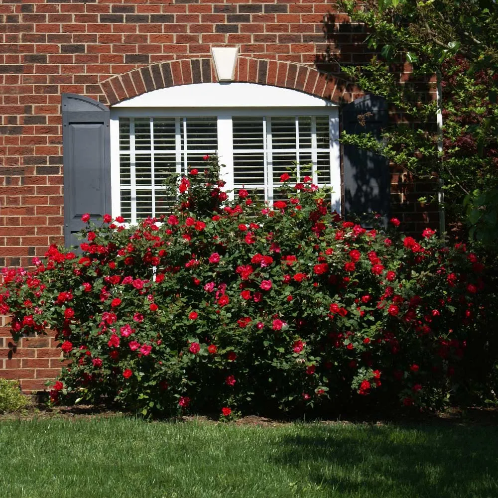 The Grand Champion™ Rose Shrub 1