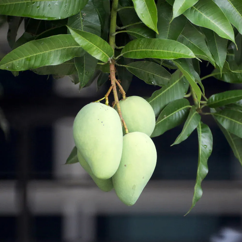 Condo Mango Tree - Compact Grafted Fruit Tree for Container Gardening