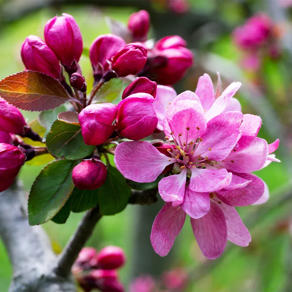 Profusion Crabapple Tree - Ornamental Deciduous Flowering Tree 1
