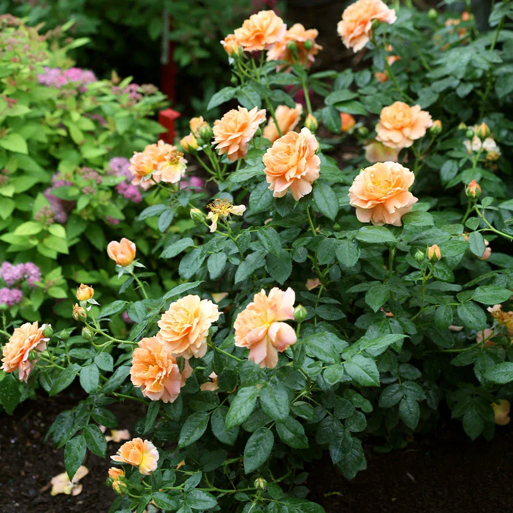 Proven Winners® At Last® Fragrant Repeat-Blooming Rose Shrub 1