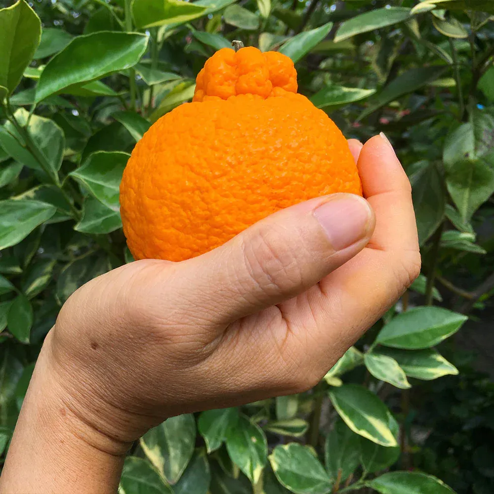 Shiranui Mandarin Tree - Cold Hardy Citrus Sapling for Home Orchards