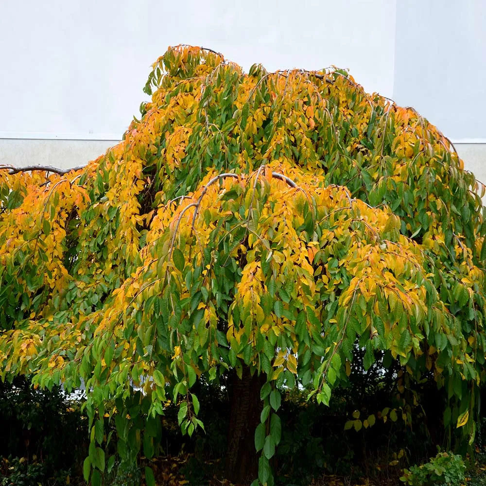 Weeping Yoshino Cherry Tree (Prunus x yedoensis 'Pendula') 3