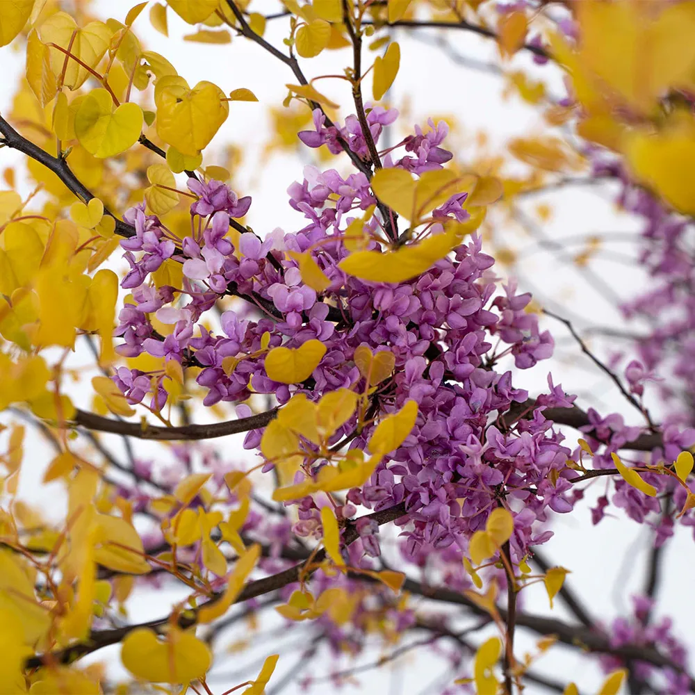 Citrine Redbud Tree (Cercis canadensis 'Citrine') - Ornamental Deciduous Tree 1