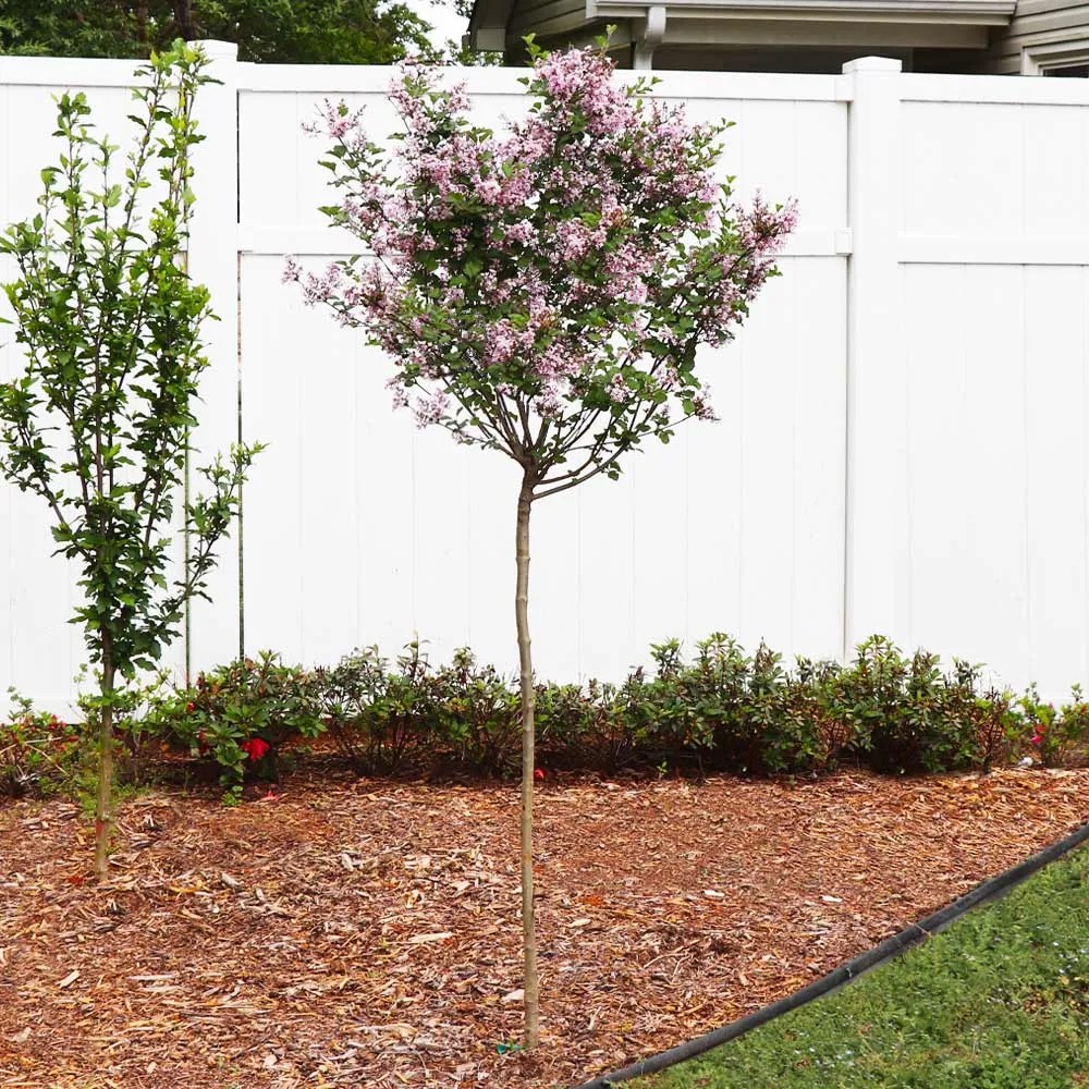 Red Pixie Lilac Tree - Compact Fragrant Deciduous Shrub 1