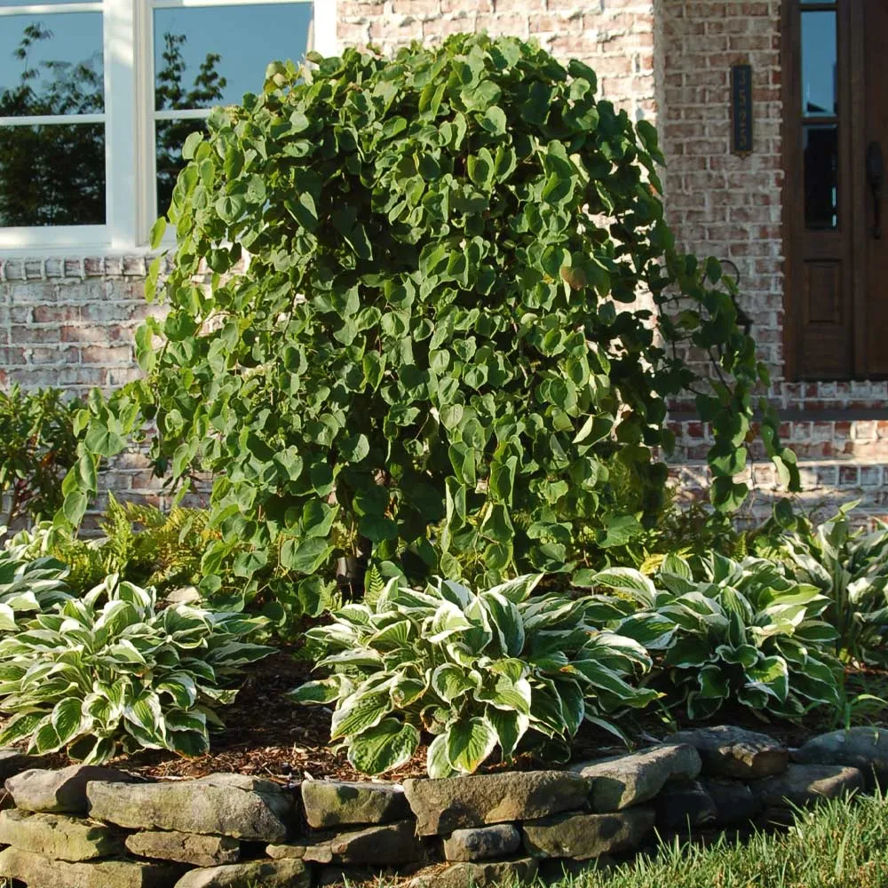 Cascading Hearts Redbud Tree (Cercis canadensis)