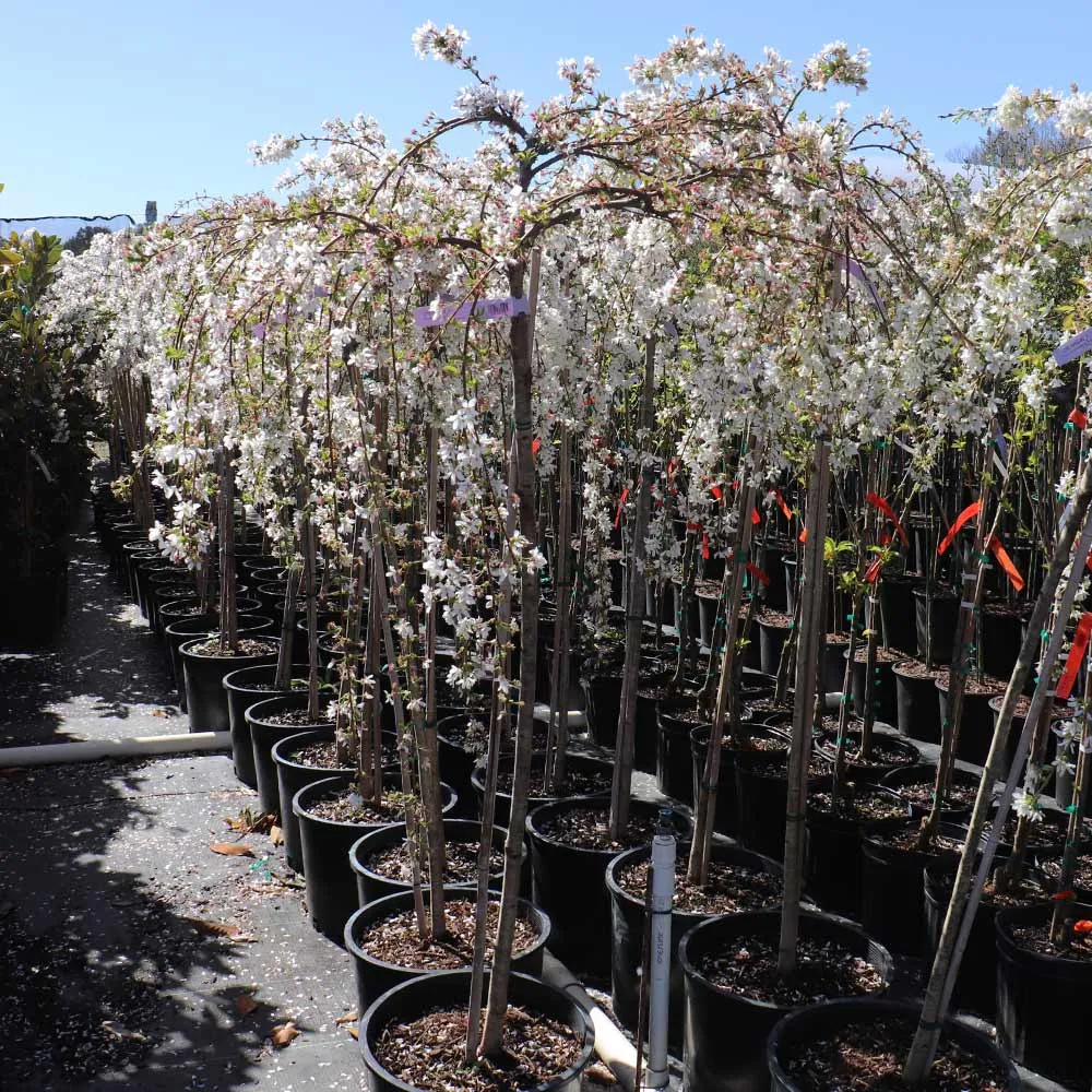 Snow Fountains® Weeping Cherry Tree - Cascading Ornamental Flowering Tree 4