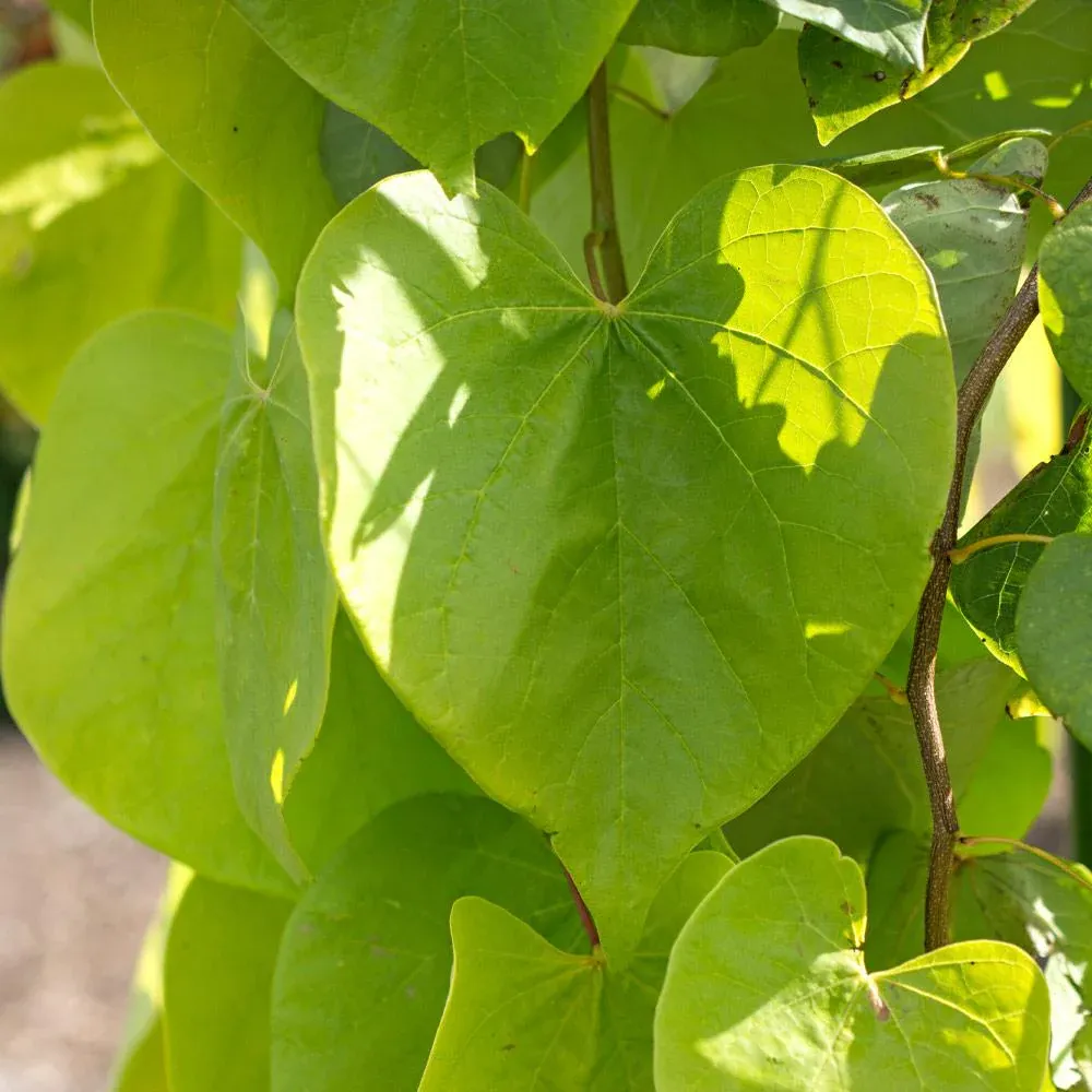 Golden Falls Redbud Tree - Weeping Cercis canadensis Ornamental Plant 1