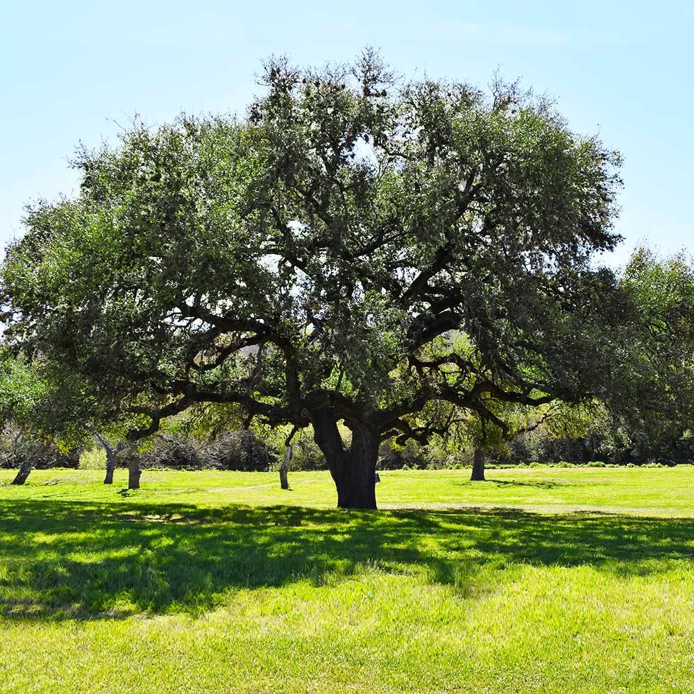 Live Oak Tree (Quercus virginiana) - Resilient Evergreen Landscape Specimen 1