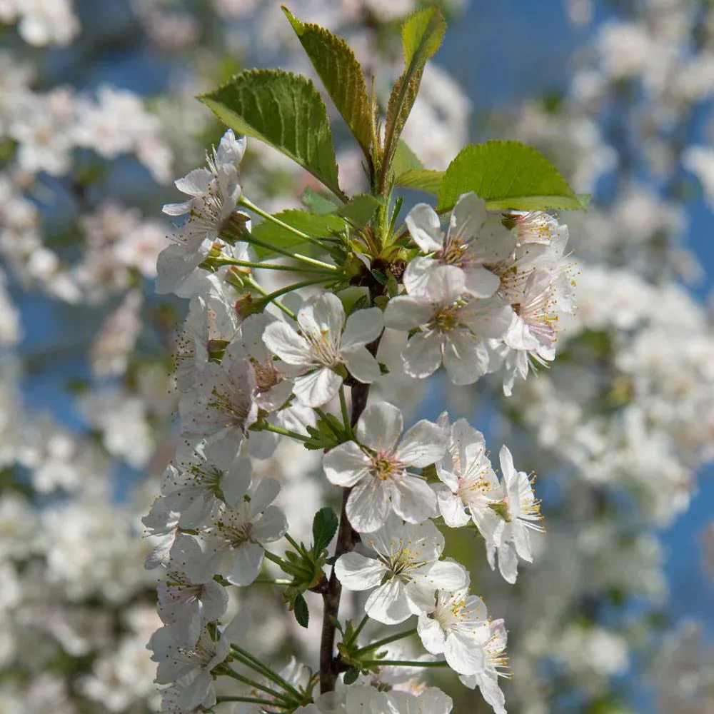 Rainier Cherry Tree - Productive Sweet Cherry Variety for Home Gardens 3