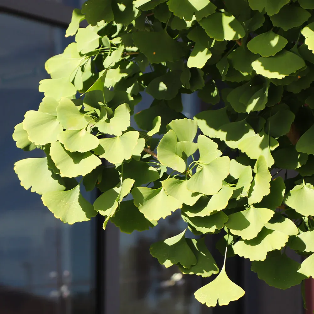 Artificial Ginkgo Tree Decorative Plant for Interior Home and Office Spaces 4