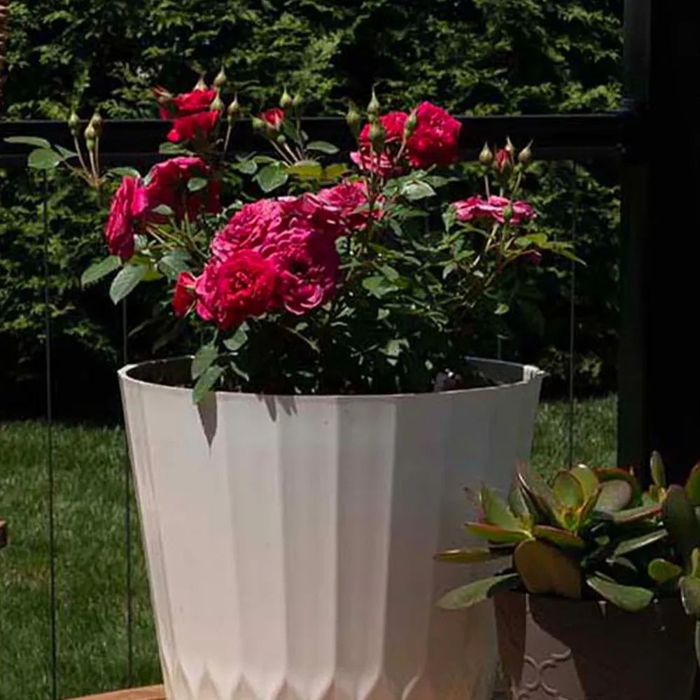 Sunblaze® Dragon Fruit Rose in Decorative Pot 3