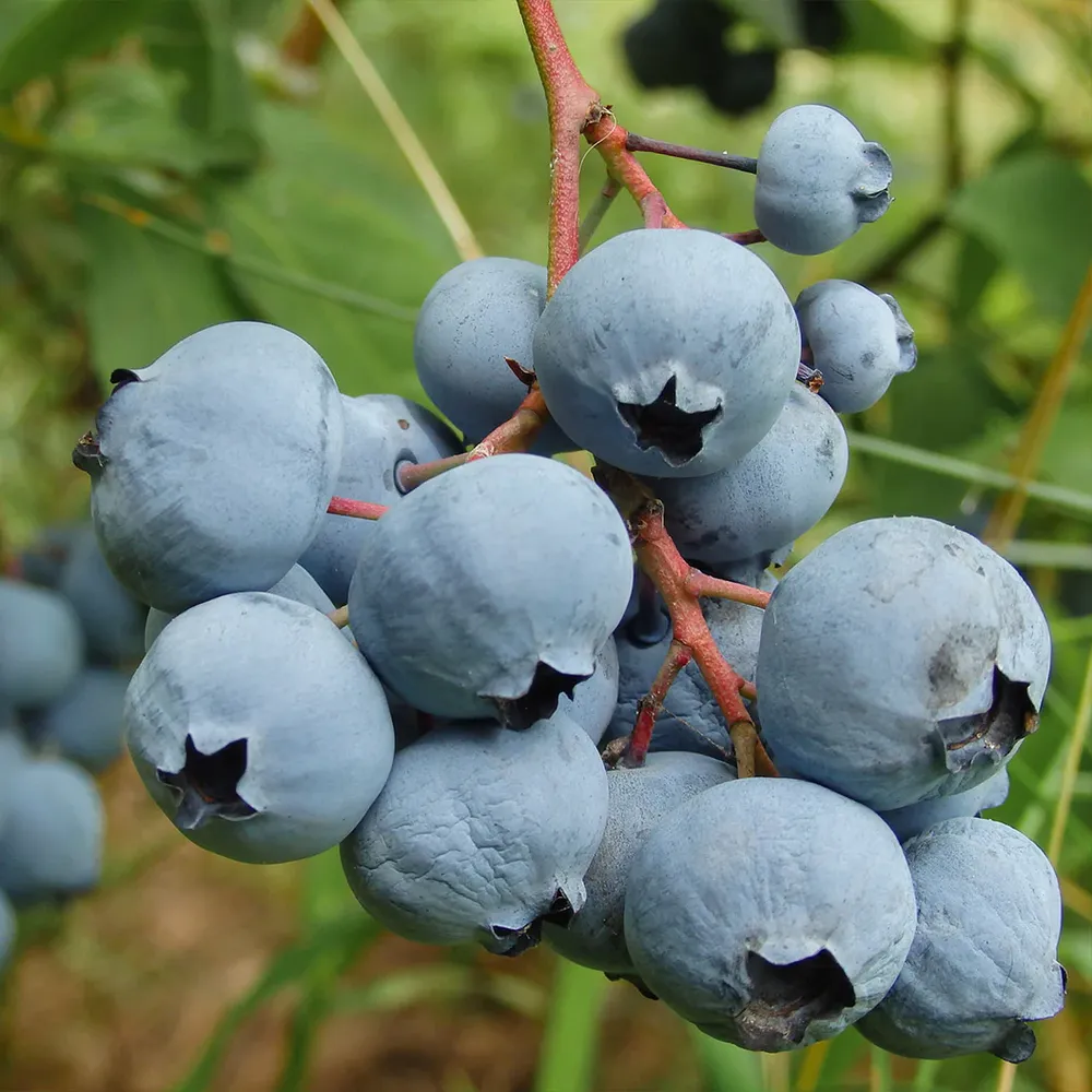 Becki Blue Rabbiteye Blueberry Bush - Productive Fruit-Bearing Shrub 1