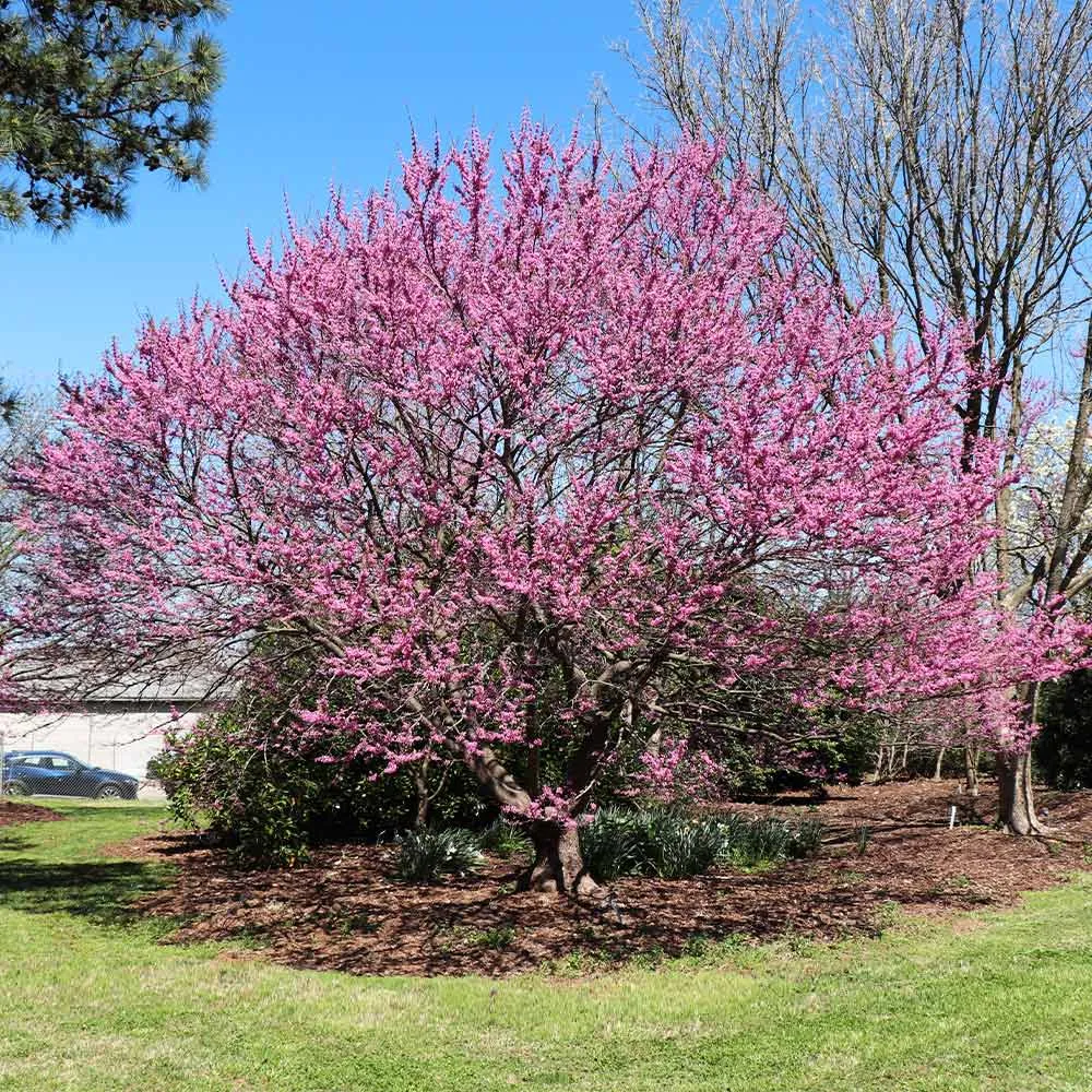 Ace of Hearts Redbud Tree (Cercis canadensis)