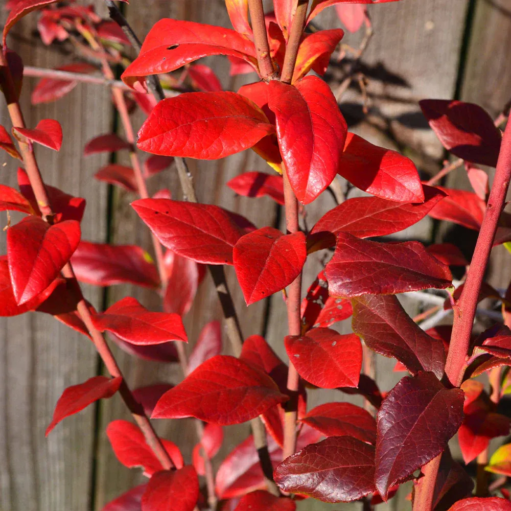 Spartan Blueberry Bush - Northern Highbush Fruit-Bearing Shrub 4