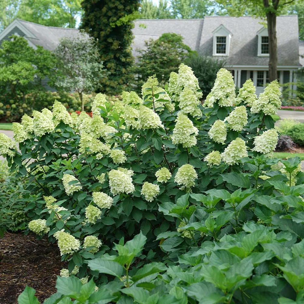 Limelight Prime® Hydrangea Shrub - Hardy Flowering Landscape Plant 1