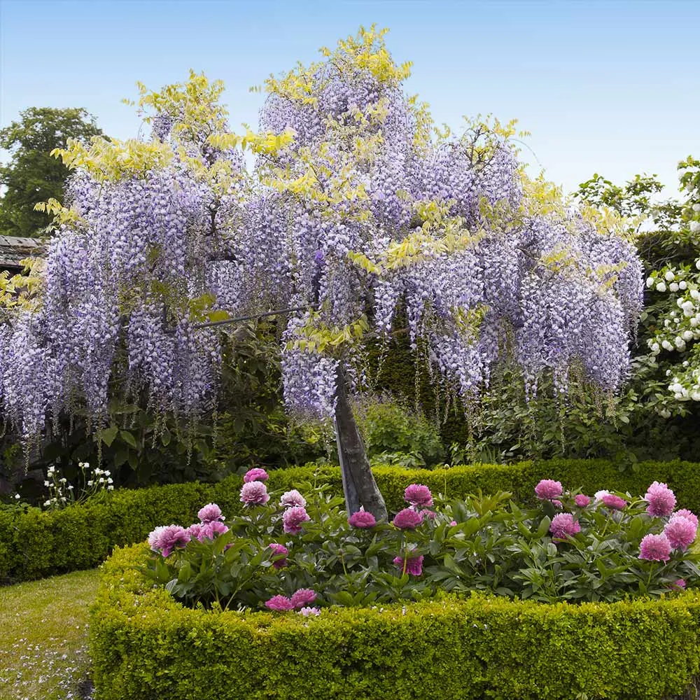 Artificial Wisteria Tree - Realistic Silk Floral Decorative Plant 1