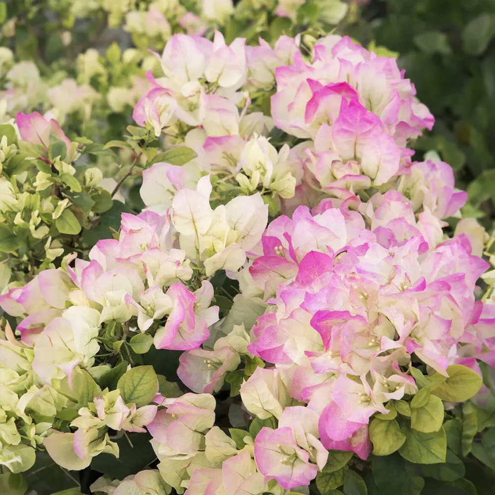 Yani's Delight Bougainvillea - Vibrant Outdoor Flowering Shrub