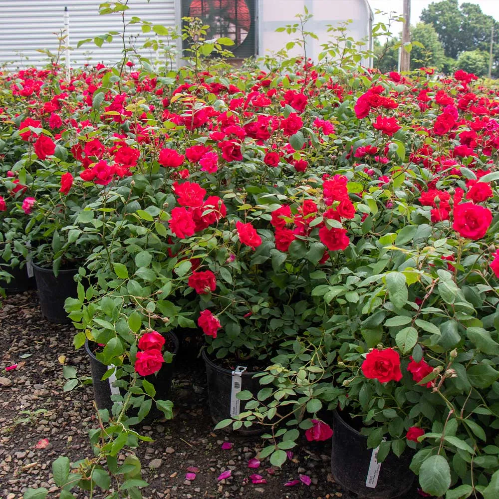 Blaze Improved Climbing Rose Shrub - Vigorous Repeat-Blooming Red Rose 3
