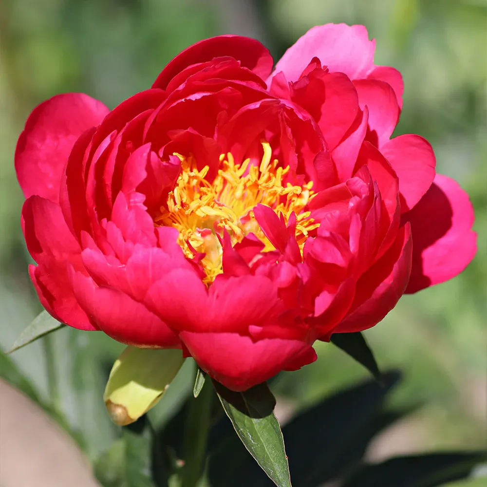 Raspberry Charm Peony Realistic Artificial Floral Decor