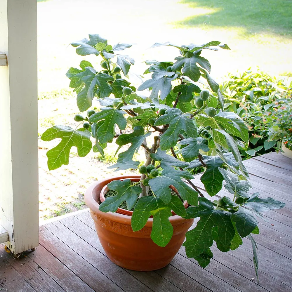 Fignomenal Fig Tree - Indoor Potted Ficus Lyrata 1
