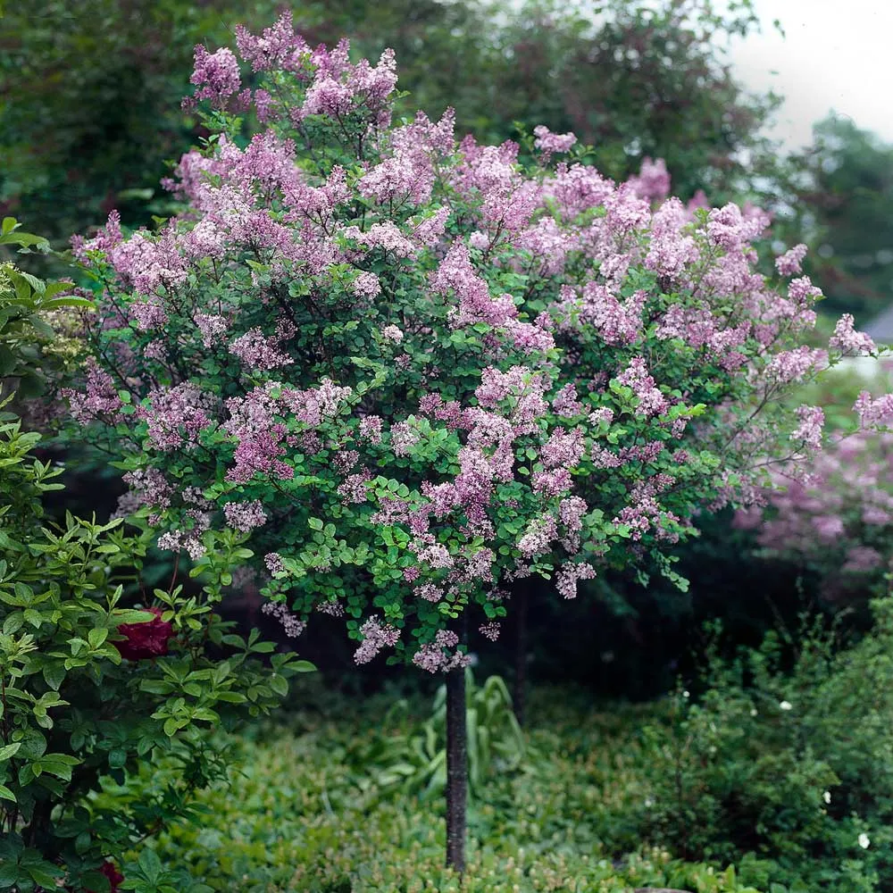 Red Pixie Lilac Tree - Compact Fragrant Deciduous Shrub 2