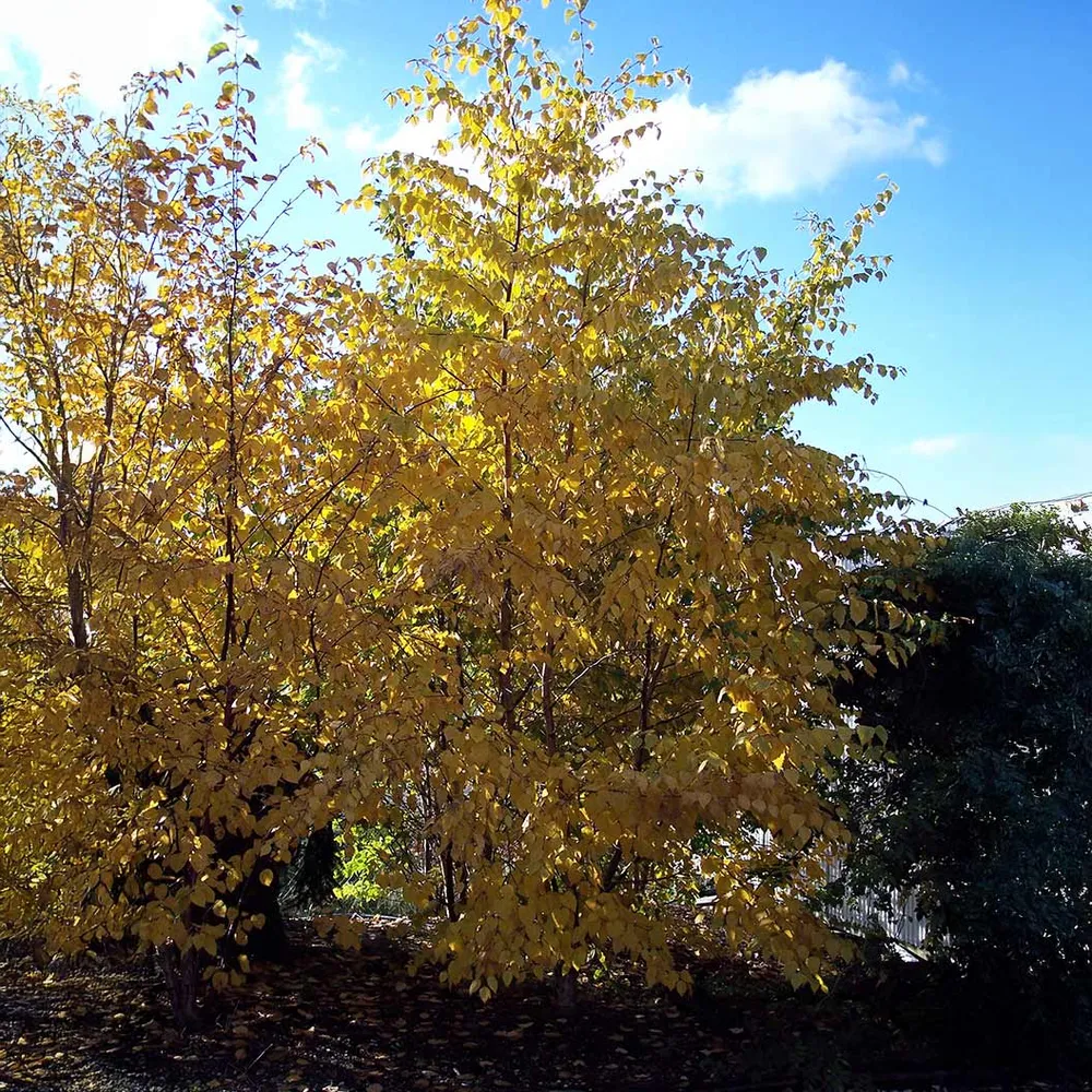 Avalanche Birch Tree - Ornamental Deciduous Landscape Tree 3