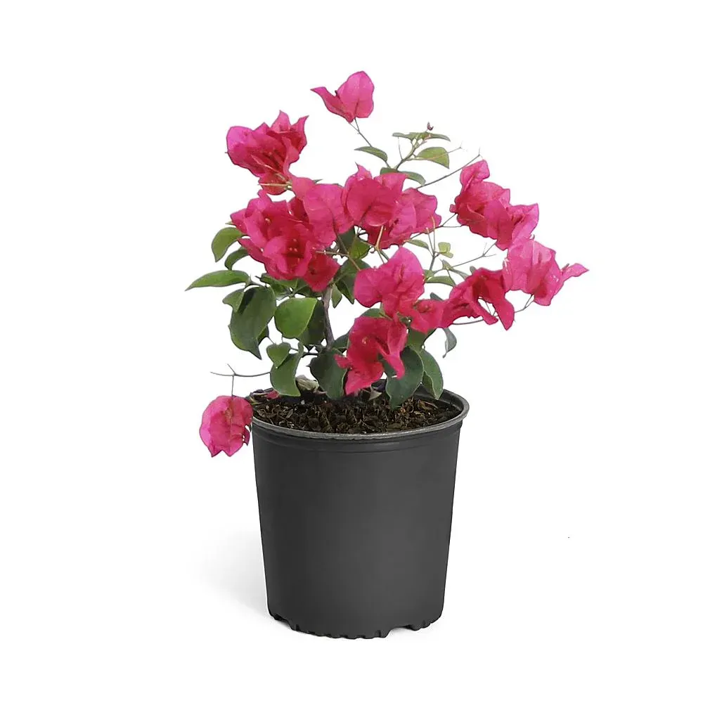 Barbara Karst Bougainvillea Shrub - Vibrant Magenta Flowering Ornamental Plant