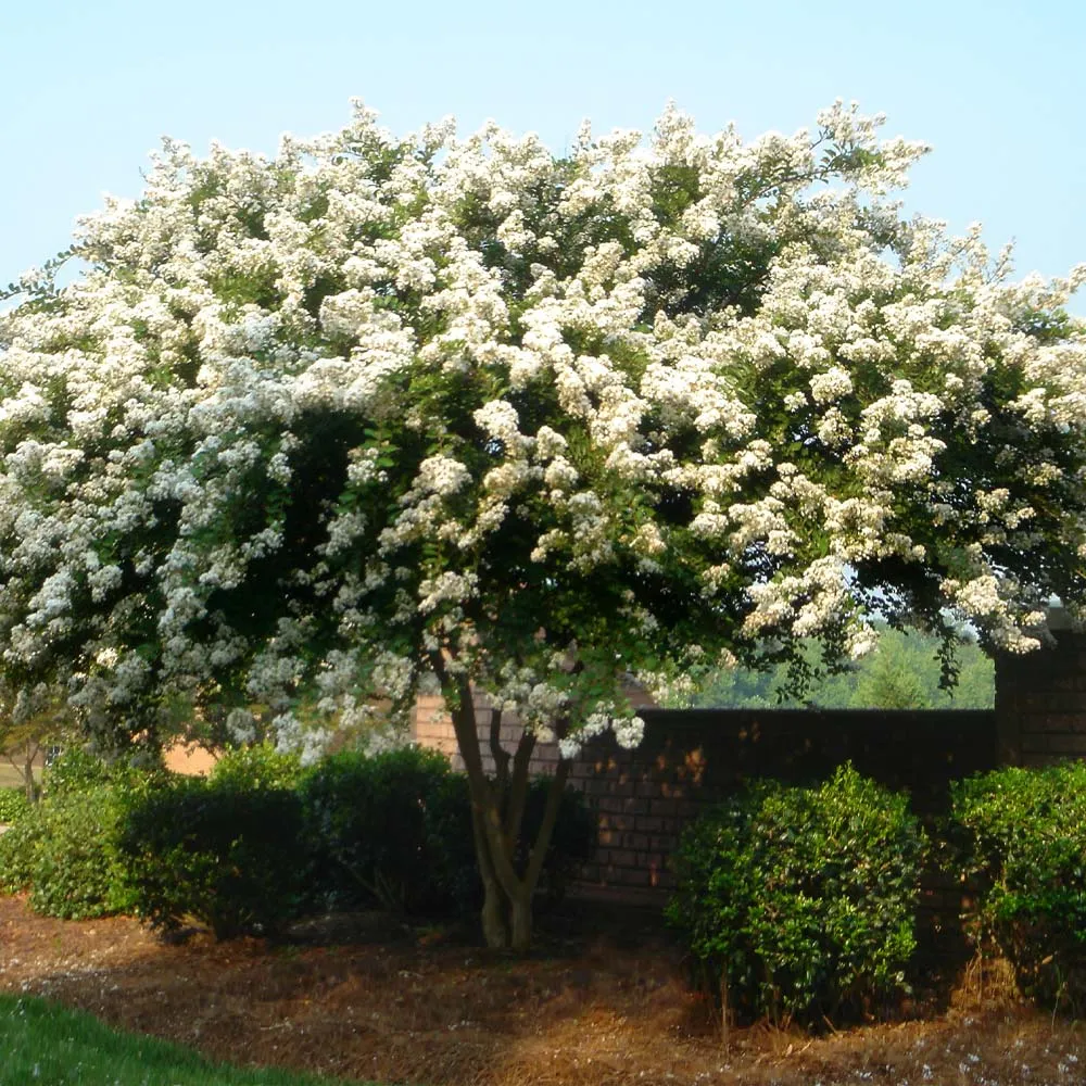 Natchez Crape Myrtle Tree - White Flowering Deciduous Landscape Shrub