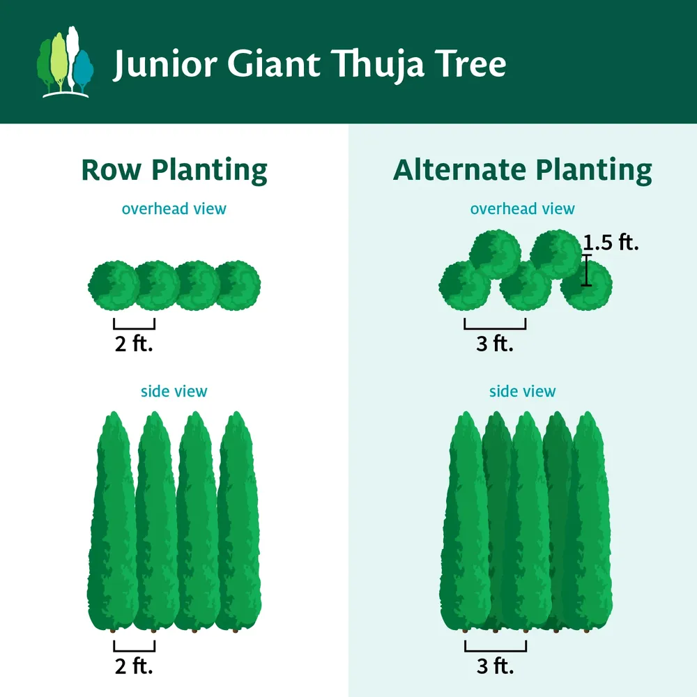 Junior Giant Thuja Tree - Evergreen Privacy Hedge and Landscape Shrub 2