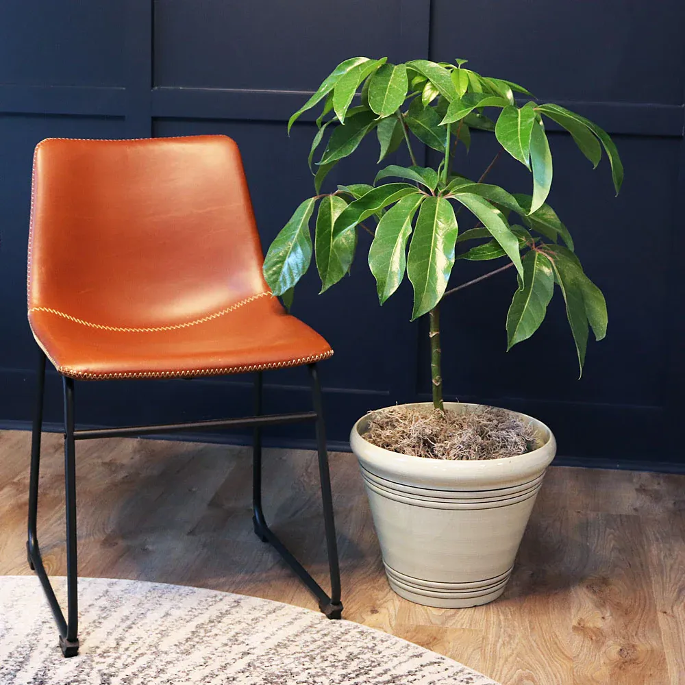 Umbrella Tree Indoor Potted Plant - Schefflera Houseplant