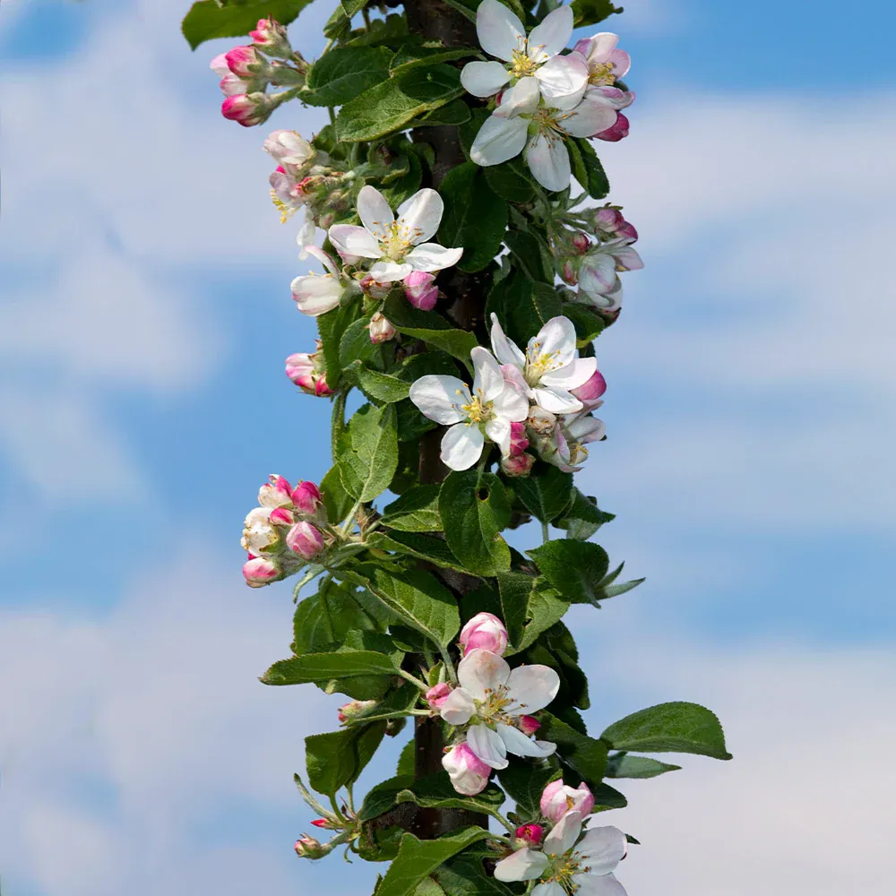 Fruit Snacks® Tangy Green™ Columnar Apple Tree 2