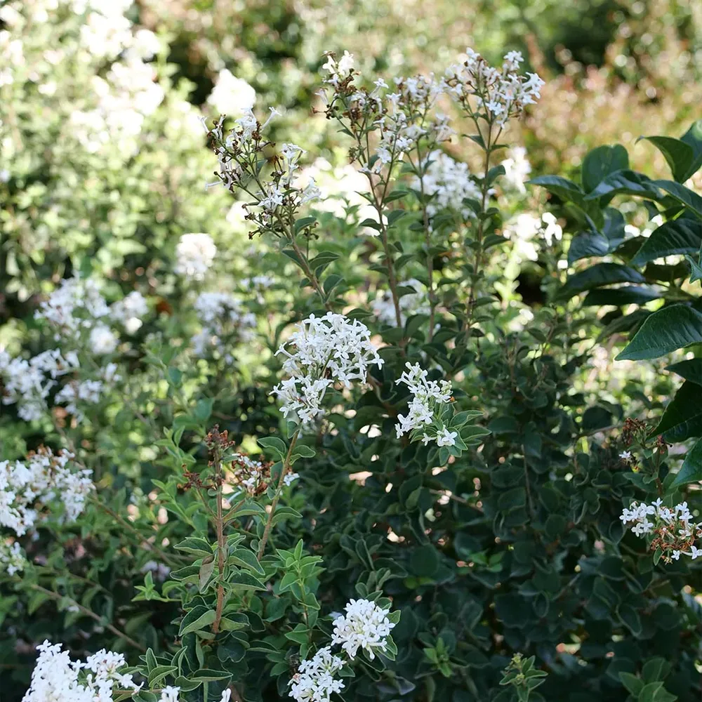 Bloomerang® Showmound™ Reblooming Compact Lilac Bush 1