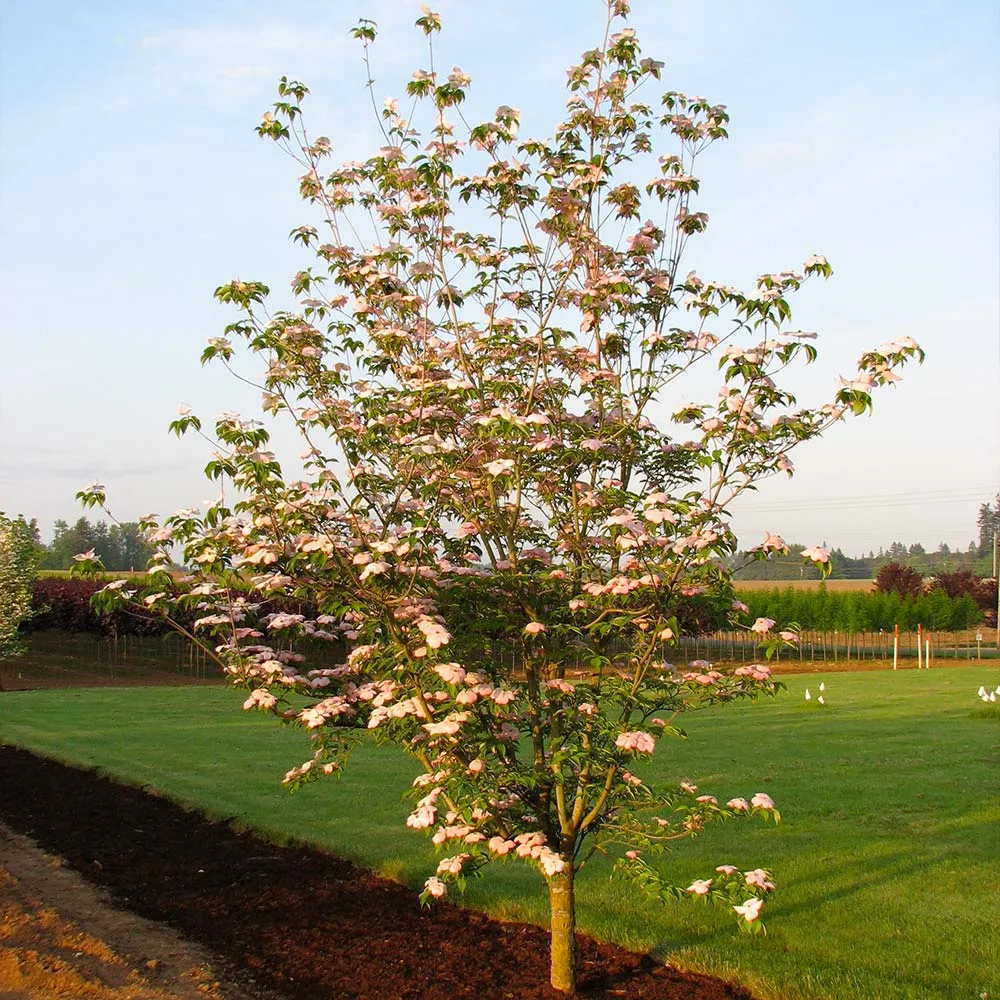 Stellar Pink Dogwood Tree - Flowering Ornamental Deciduous Tree 2