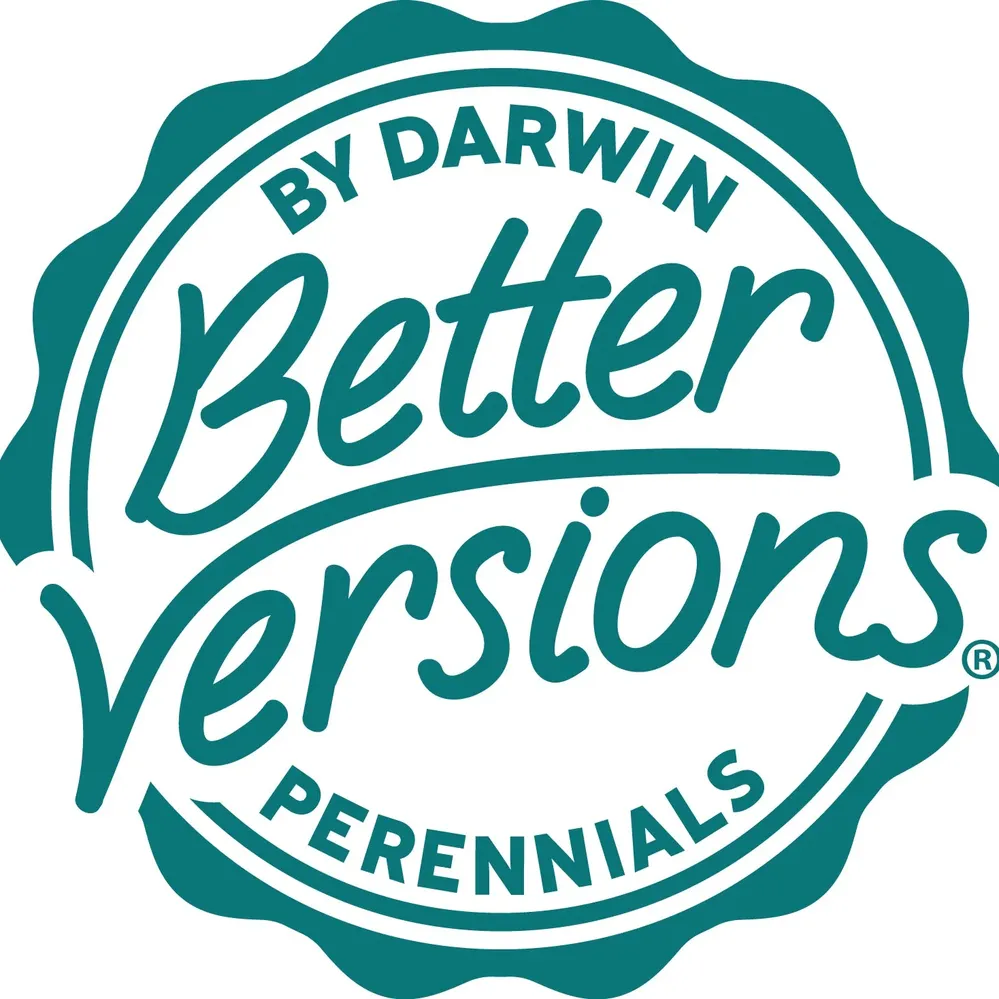 Better Versions® Sombrero® Lemon Yellow Echinacea Plant 2