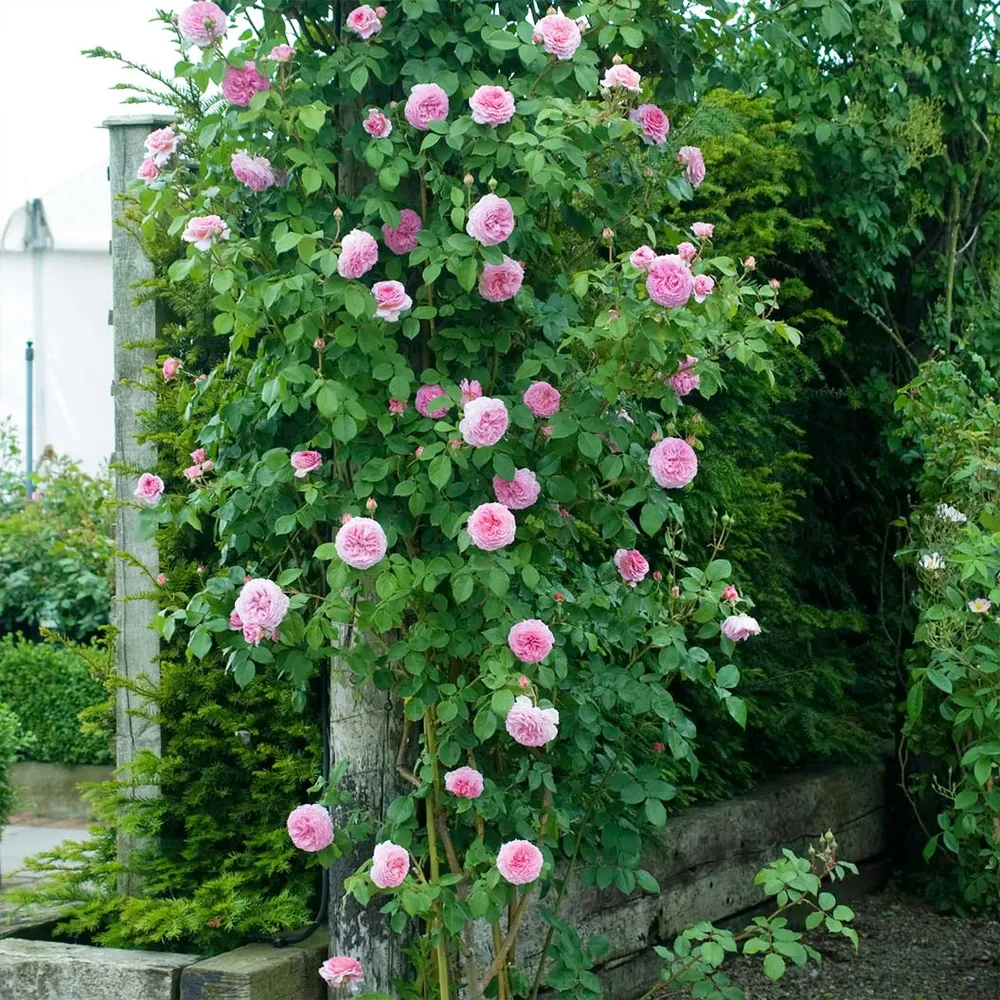 David Austin® James Galway® Rose Shrub 2