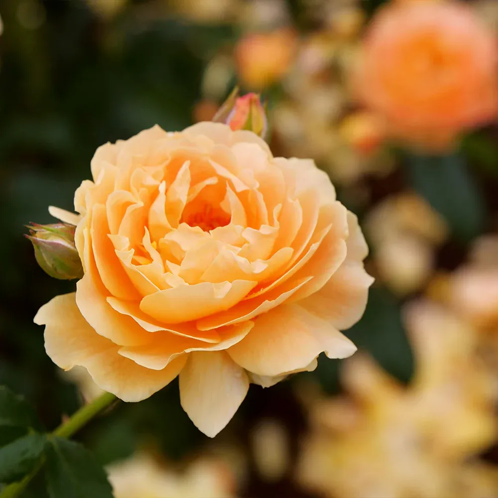 Proven Winners® At Last® Fragrant Repeat-Blooming Rose Shrub