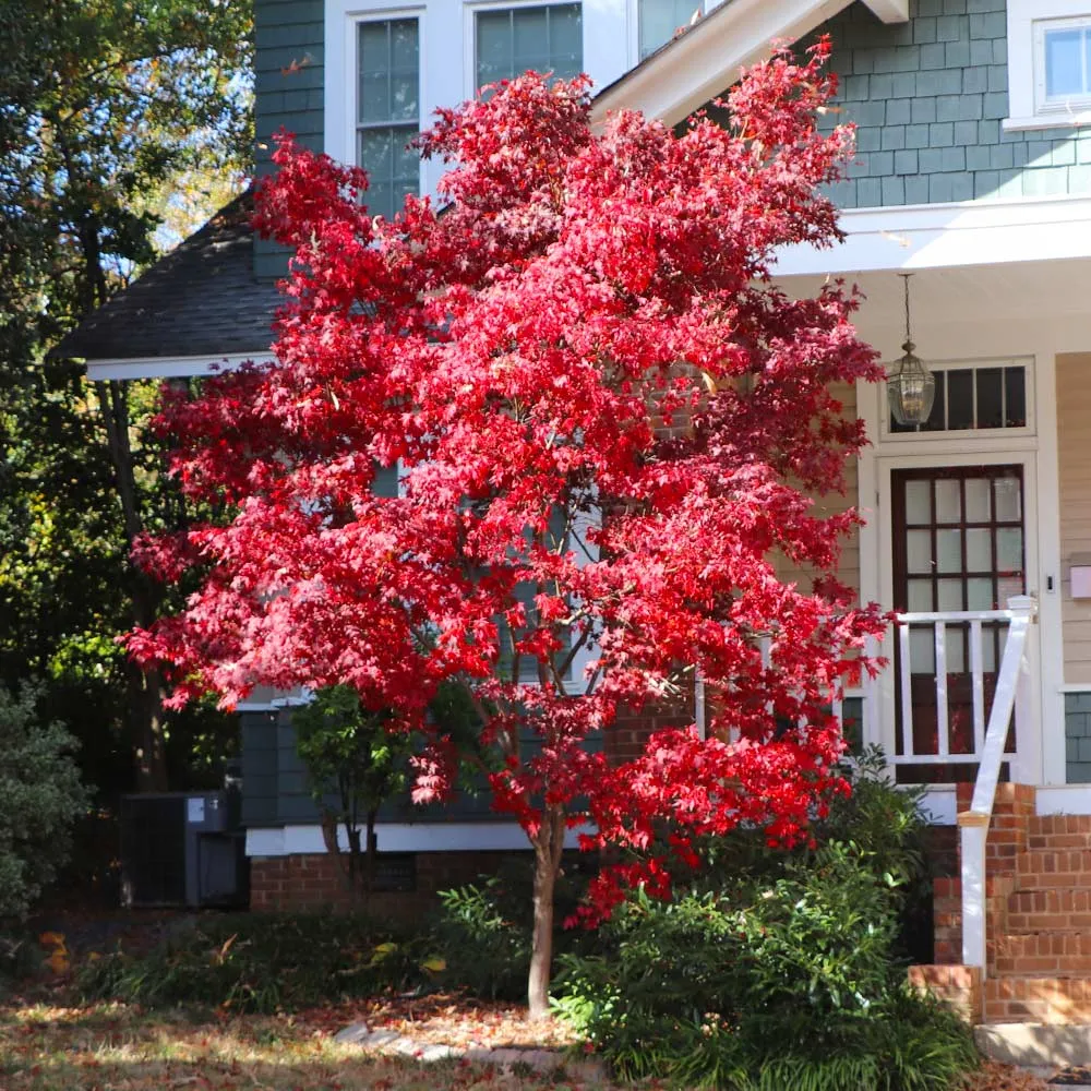 Bloodgood Japanese Maple Tree - Acer palmatum 'Bloodgood' 2