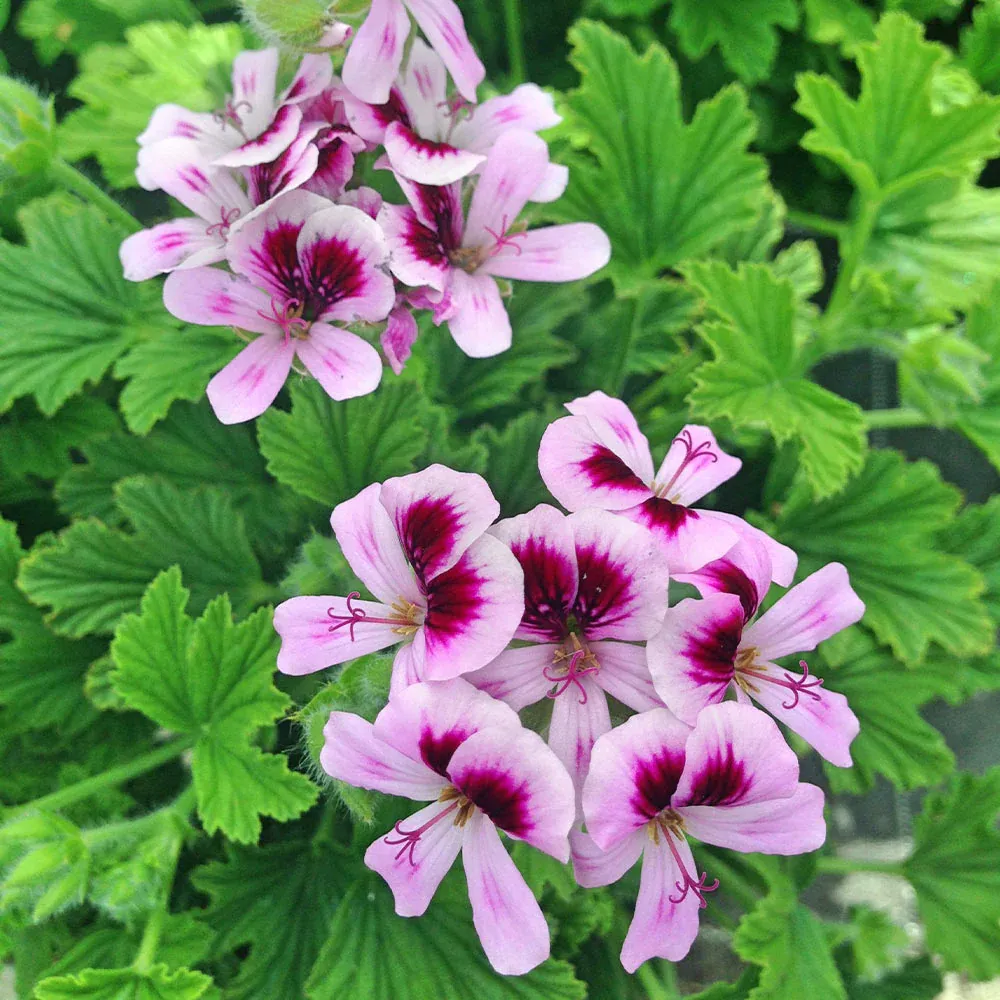 Citronella Plant - Natural Fragrant Live Plant for Indoor and Outdoor Spaces 2