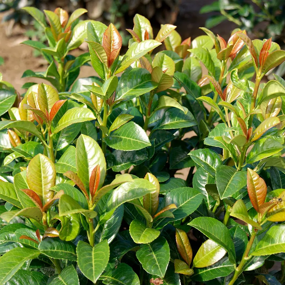 Volcano Cherry Laurel (Prunus laurocerasus 'Volcano') Evergreen Shrub 2