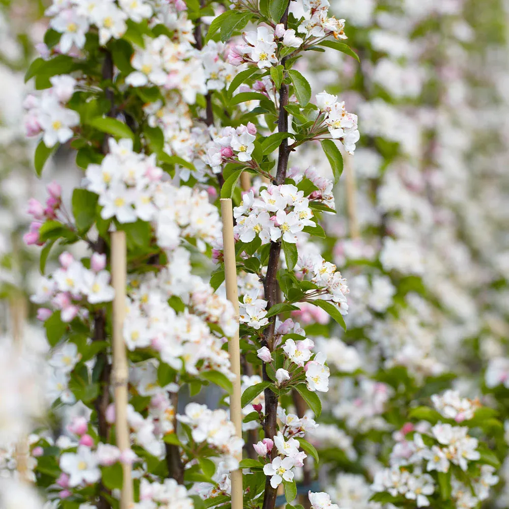 North Pole Columnar Apple Tree - Compact Vertical Fruit Tree for Small Spaces 2