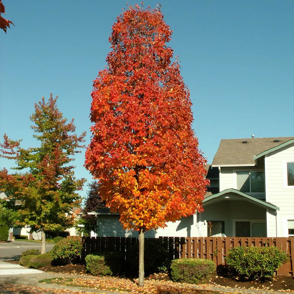 Bowhall Red Maple Tree - Realistic Decorative Artificial Plant