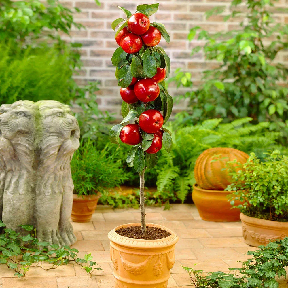 North Pole Columnar Apple Tree - Compact Vertical Fruit Tree for Small Spaces