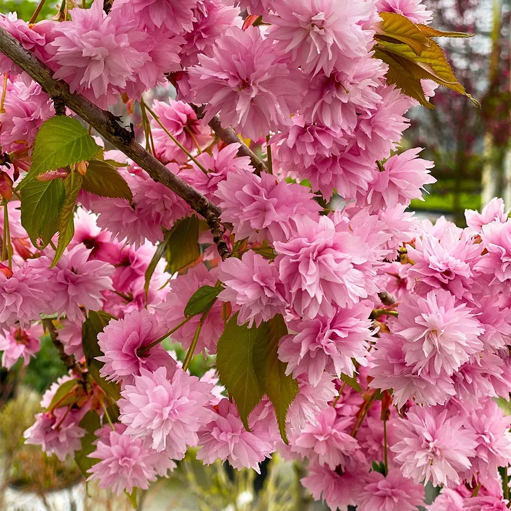 Weeping Extraordinaire™ Cherry Tree - Ornamental Flowering Deciduous Tree