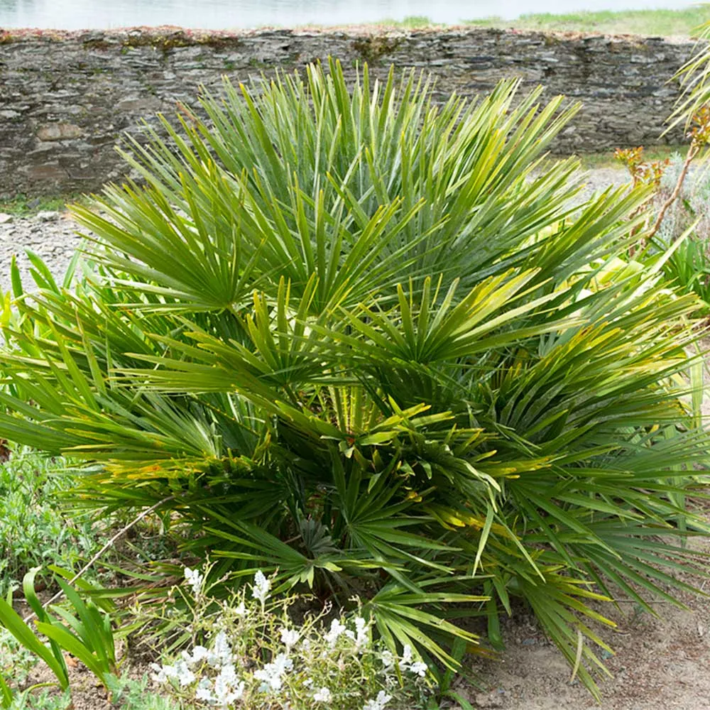 European Fan Palm Tree - Artificial Decorative Plant for Indoor Spaces 3