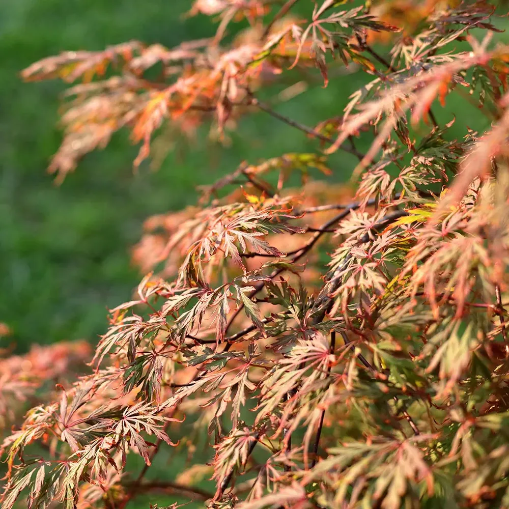 Orangeola Weeping Japanese Maple Tree - Acer palmatum Dissectum 2