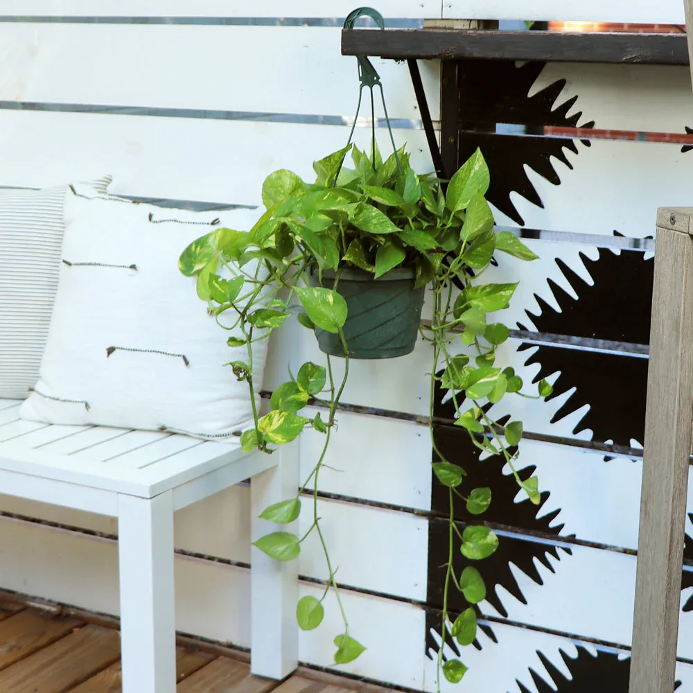 Golden Pothos (Epipremnum Aureum) - Trailing Indoor Houseplant 3