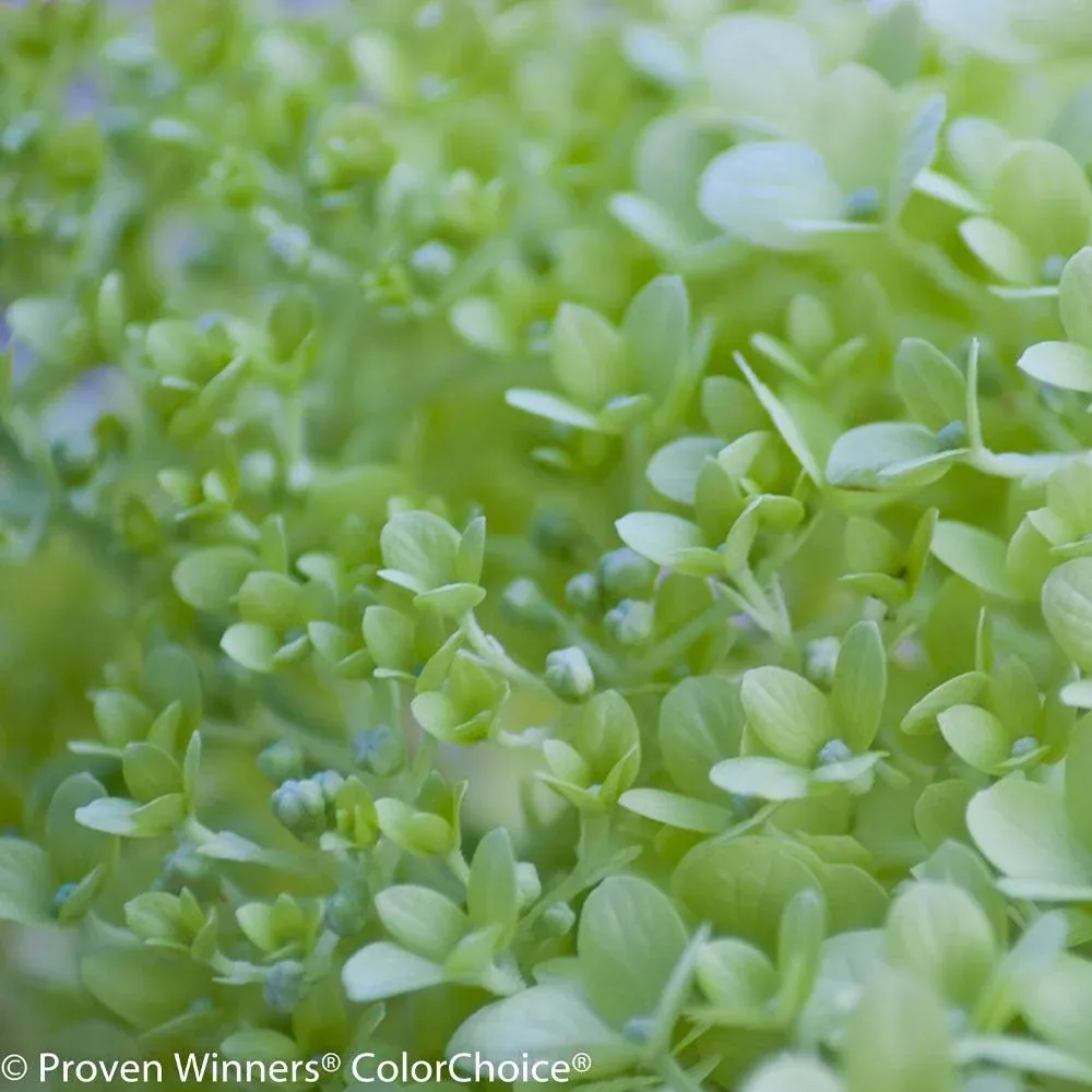 Proven Winners® Little Lime® Panicle Hydrangea Shrub 1