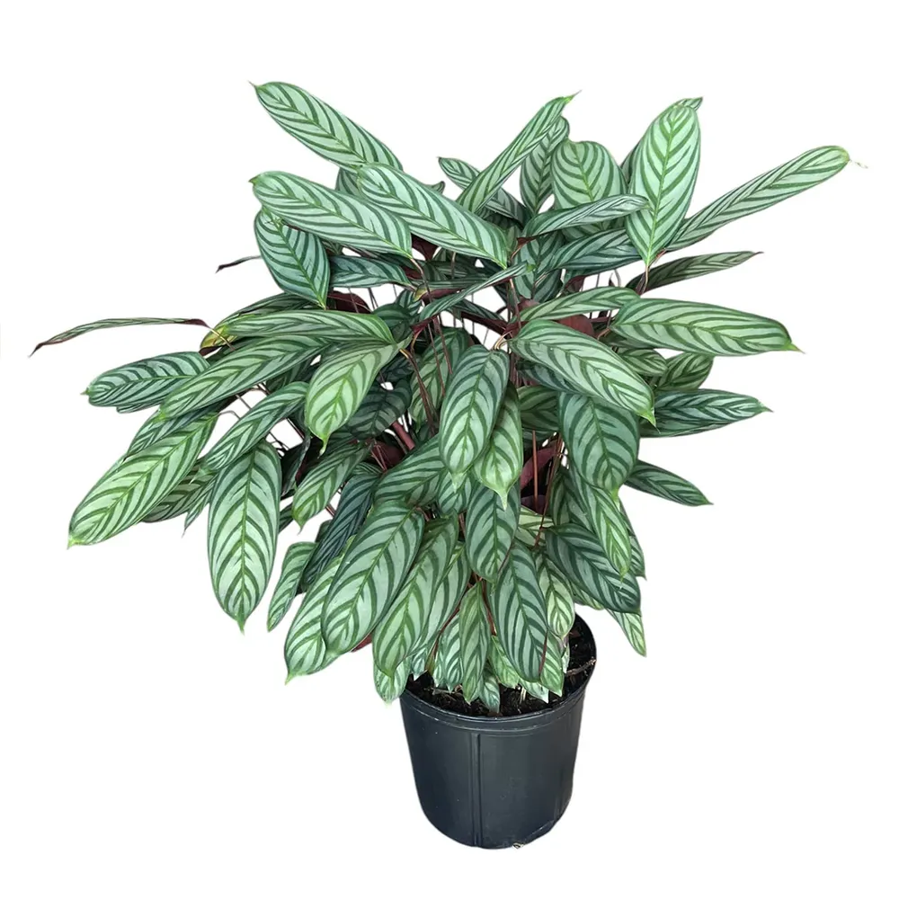 Calathea Setosa Tropical Indoor Houseplant 1
