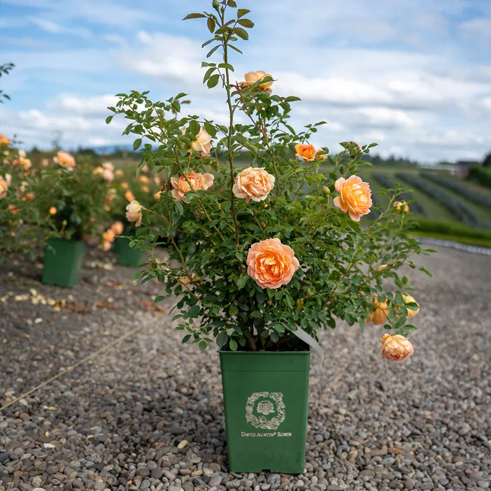 David Austin® Lady of Shalott™ Rose Shrub - Vigorous English Rose Bush 3